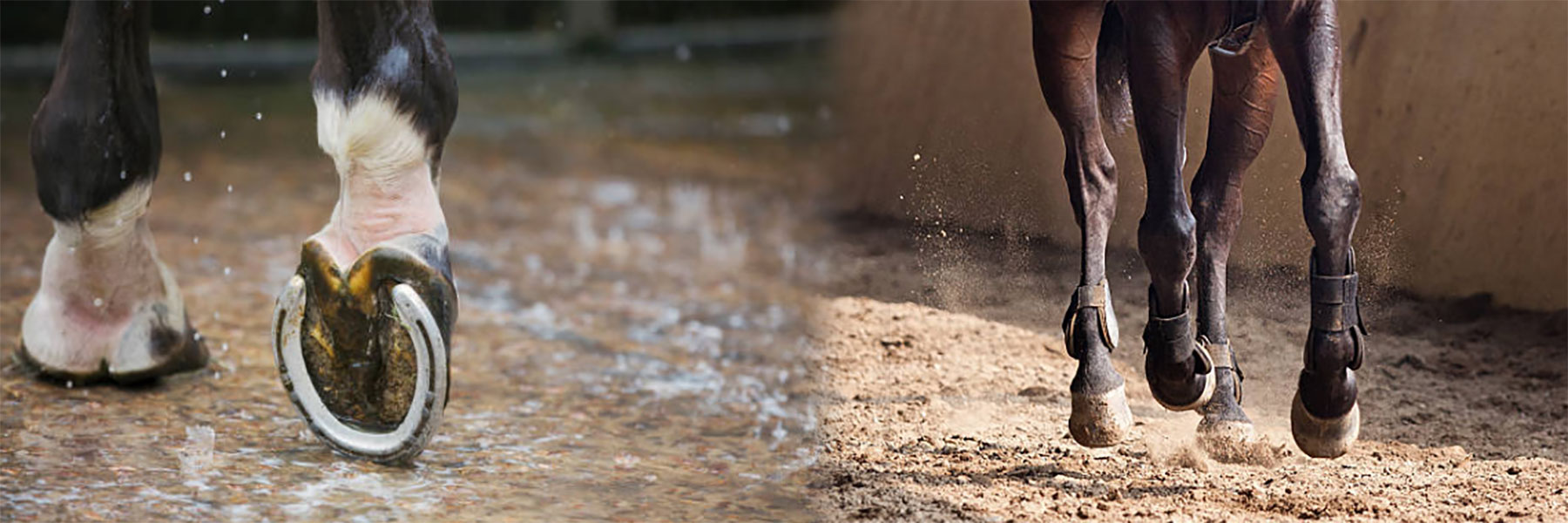 Trip, Stumble and Overreach Horse Help